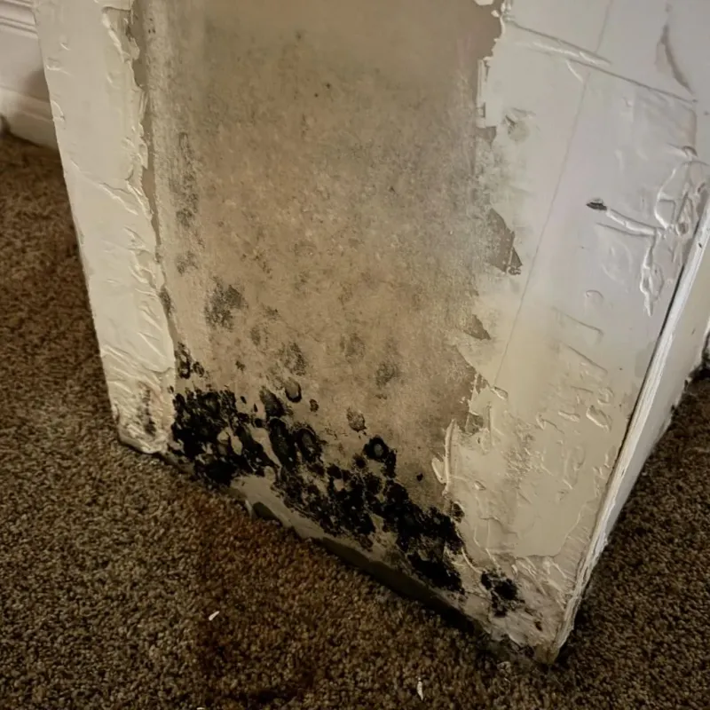 Professional Mold Removal in Centreville, AL